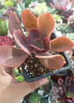 Echeveria metallica (reversión decora) - Miniatura 1