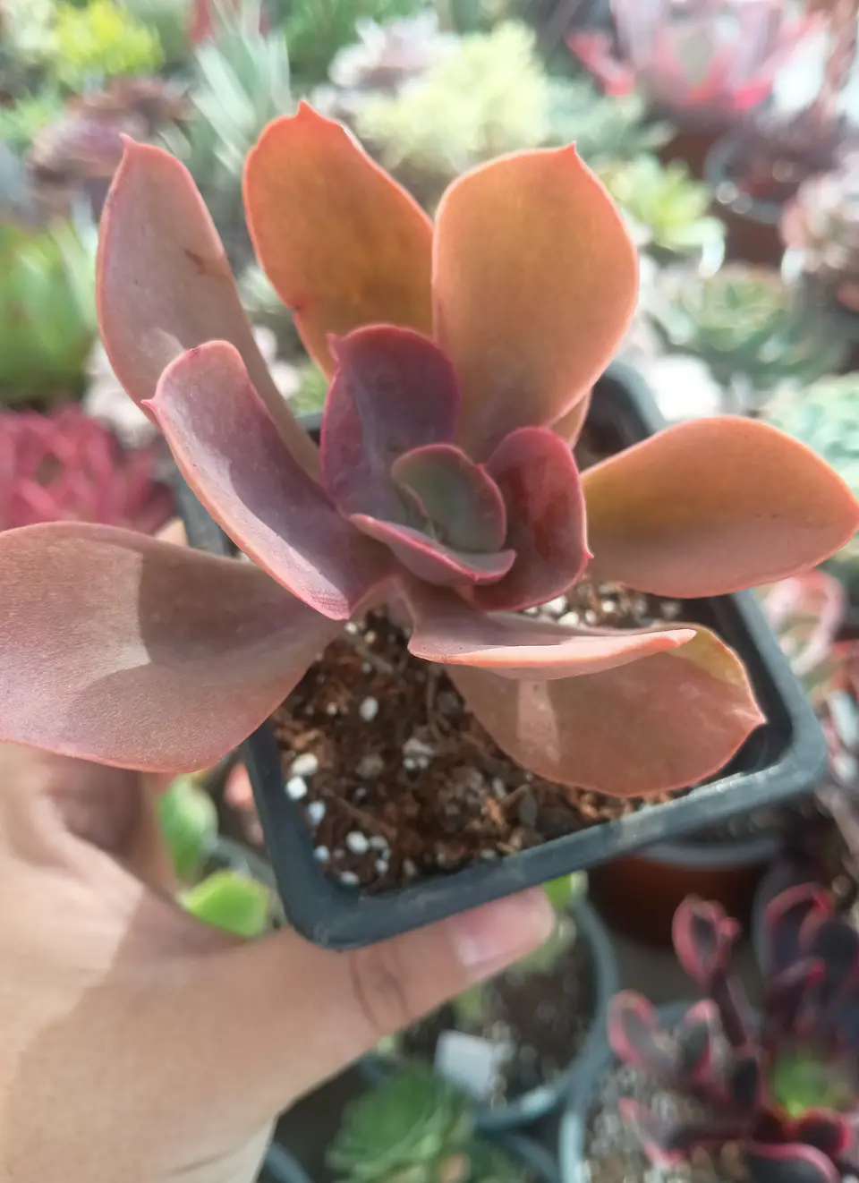Echeveria metallica (reversión decora) 1