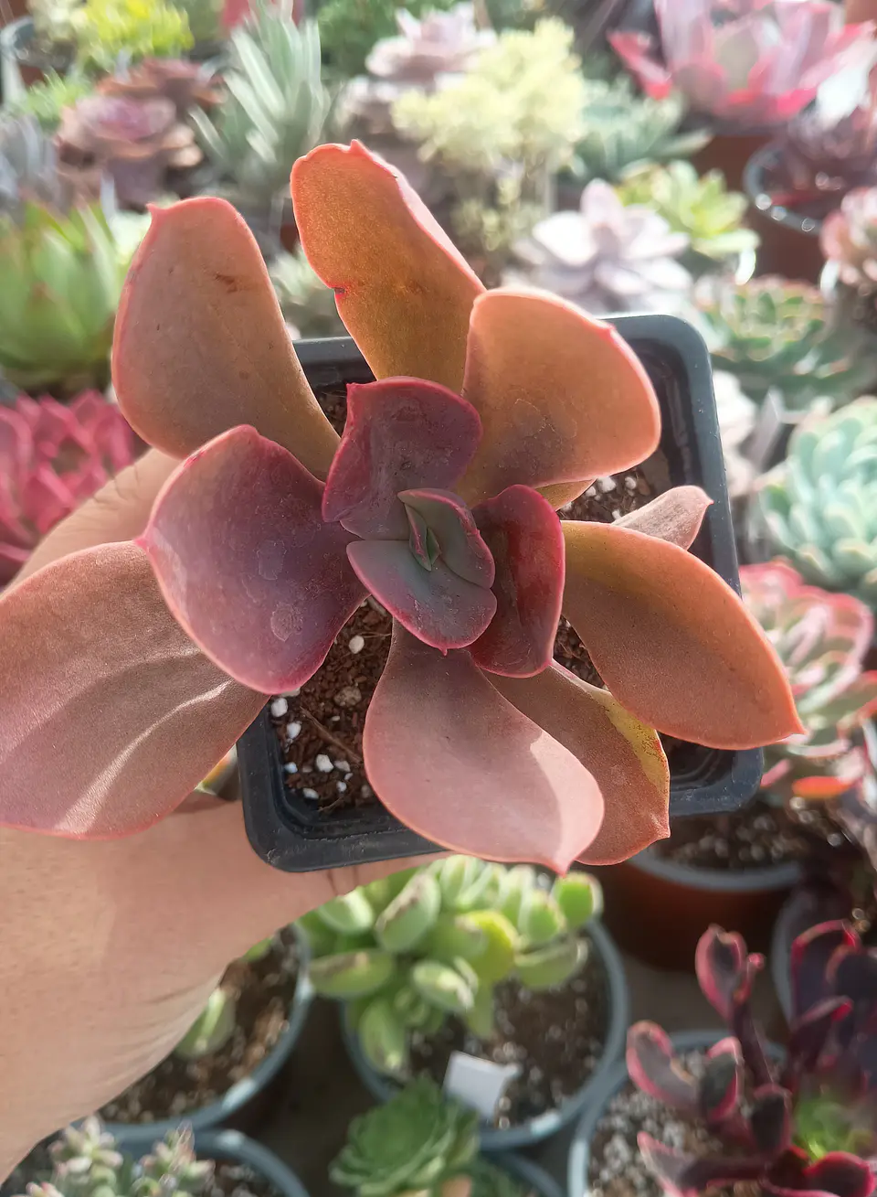 Echeveria metallica (reversión decora) 2