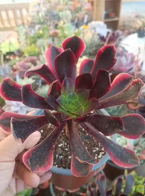 Aeonium Superbang
