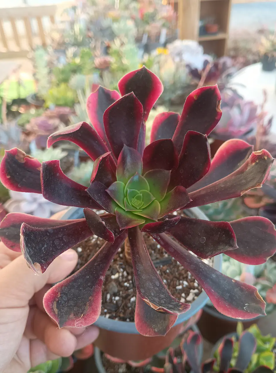 Aeonium Superbang 1