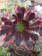 Aeonium Superbang - Miniatura 2