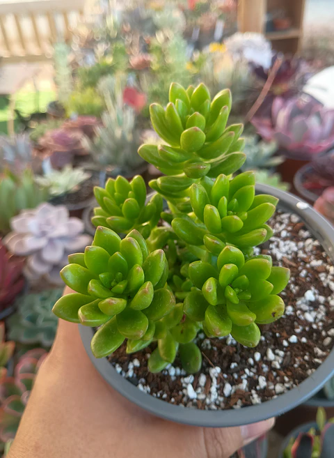 Sedum Alice evans