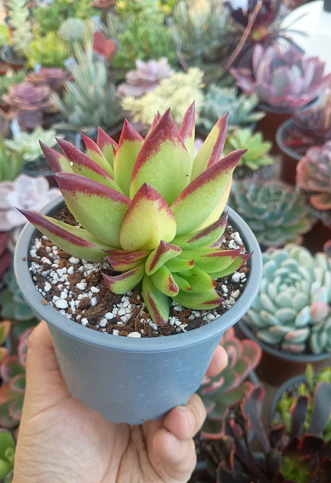 Echeveria agavoides lipstick