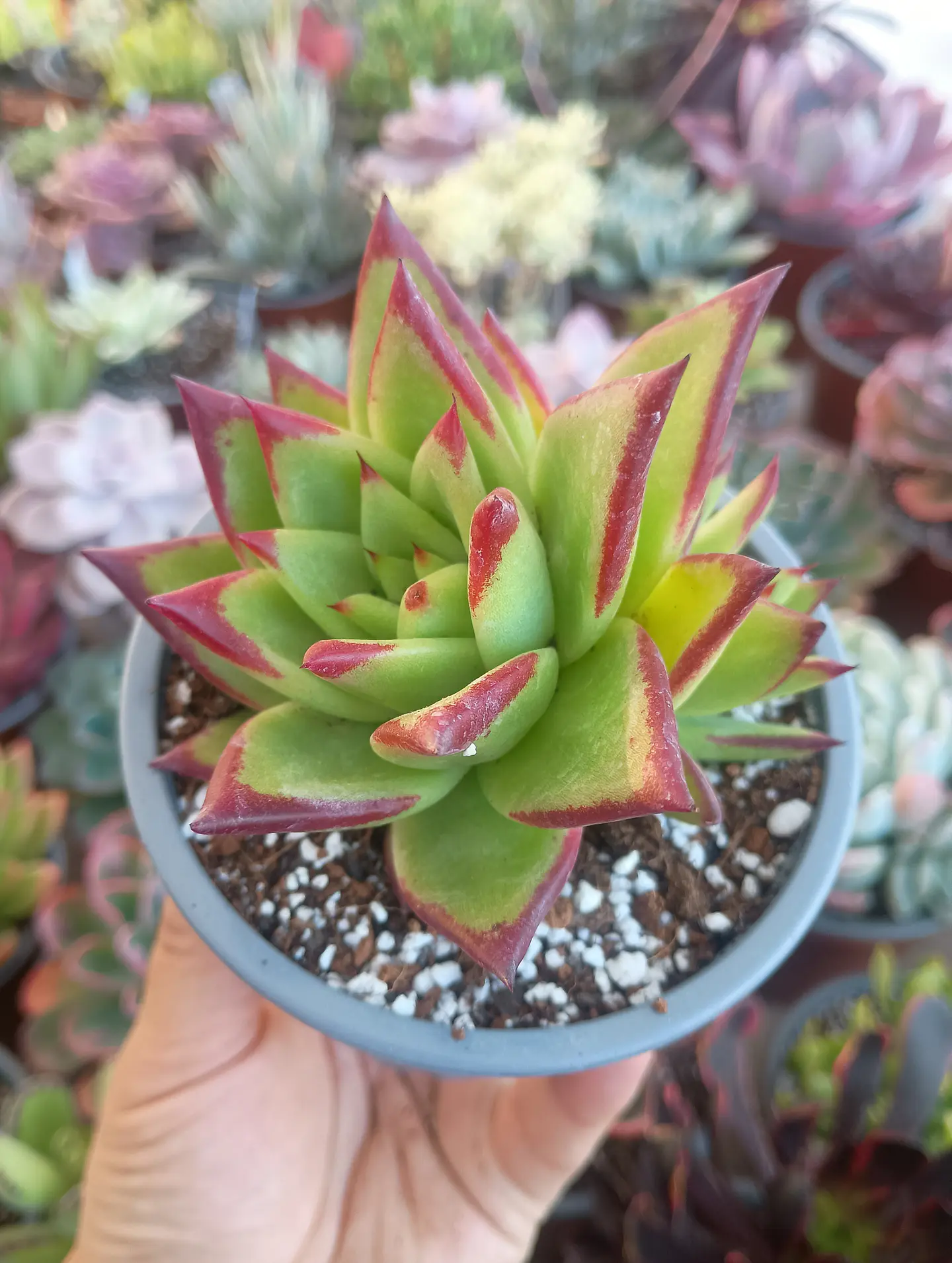 Echeveria agavoides lipstick 2