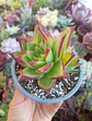 Echeveria agavoides lipstick - Miniatura 2