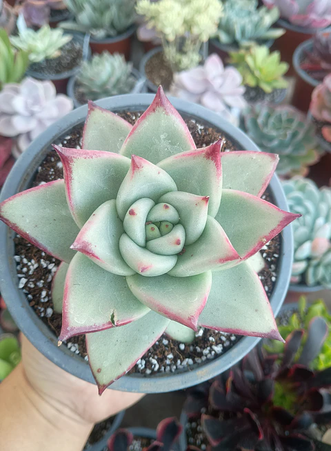 Echeveria Agavoides la virgin
