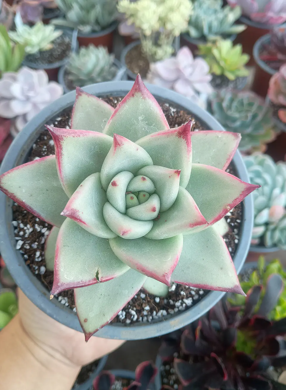 Echeveria Agavoides la virgin 1