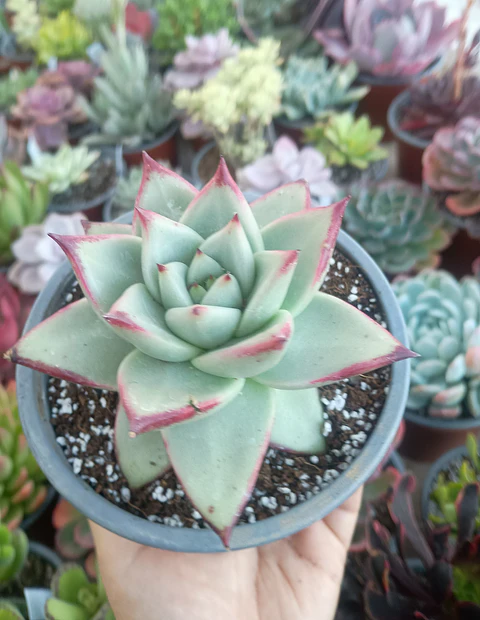 Echeveria Agavoides la virgin