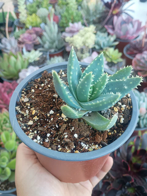 Aloe brevifolia