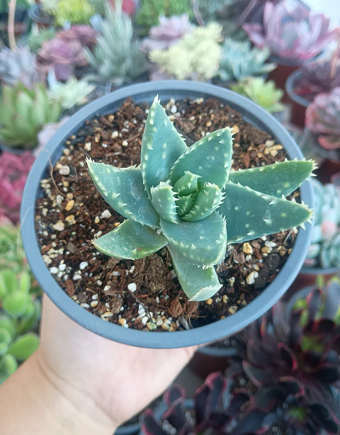 Aloe brevifolia