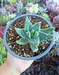 Aloe brevifolia - Miniatura 2