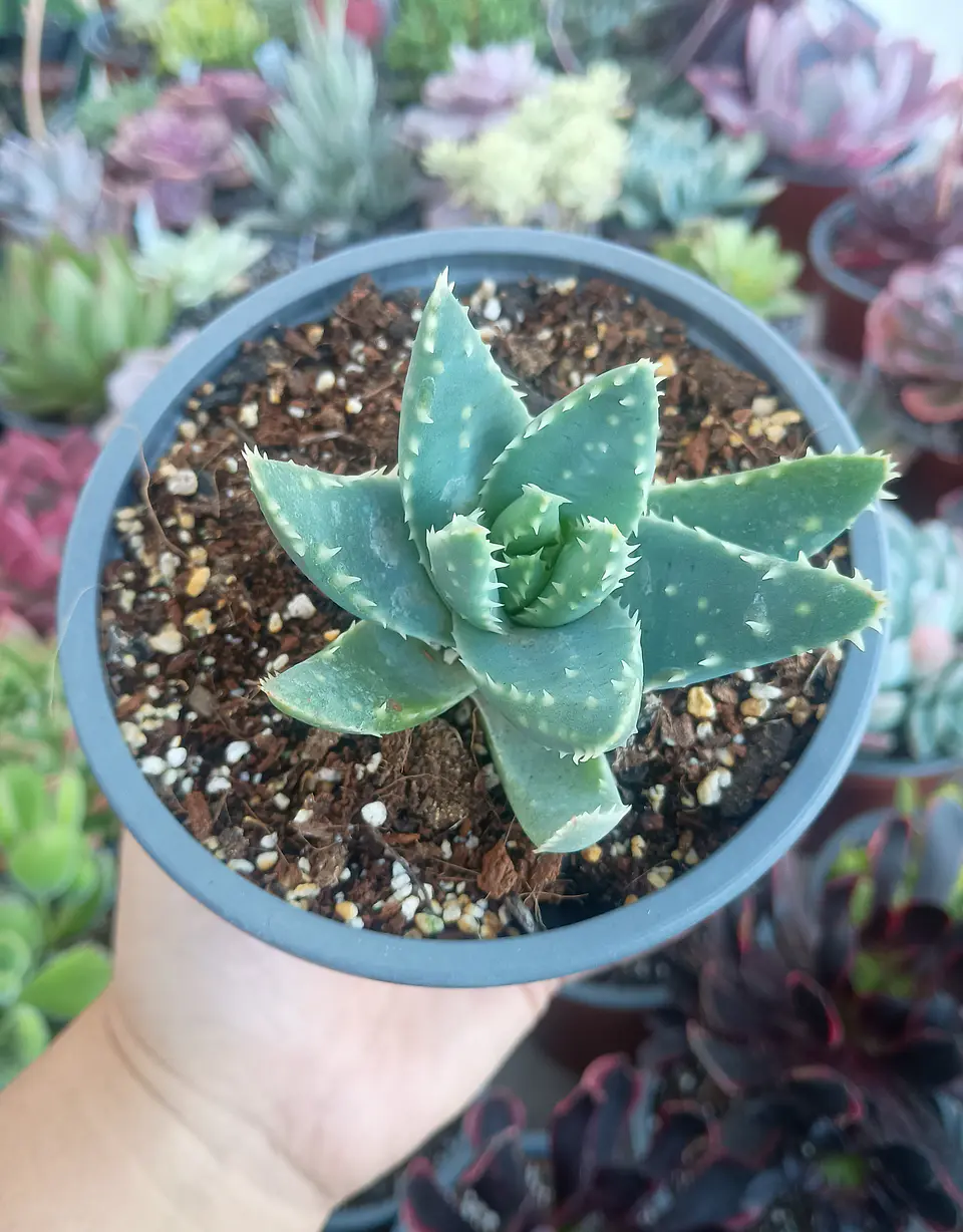 Aloe brevifolia 2