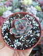 Echeveria Yumni - Miniatura 1