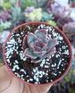 Echeveria Yumni - Miniatura 2