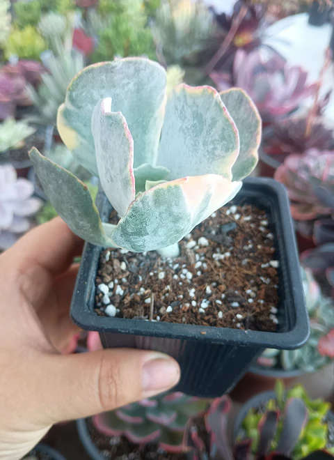Cotyledon orbiculata variegado