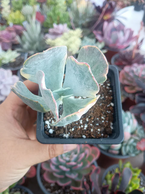 Cotyledon orbiculata variegado