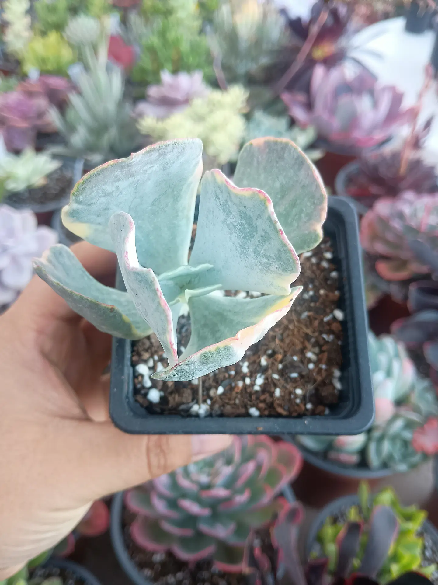 Cotyledon orbiculata variegado 2
