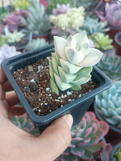 Crassula Moonglow Variegada