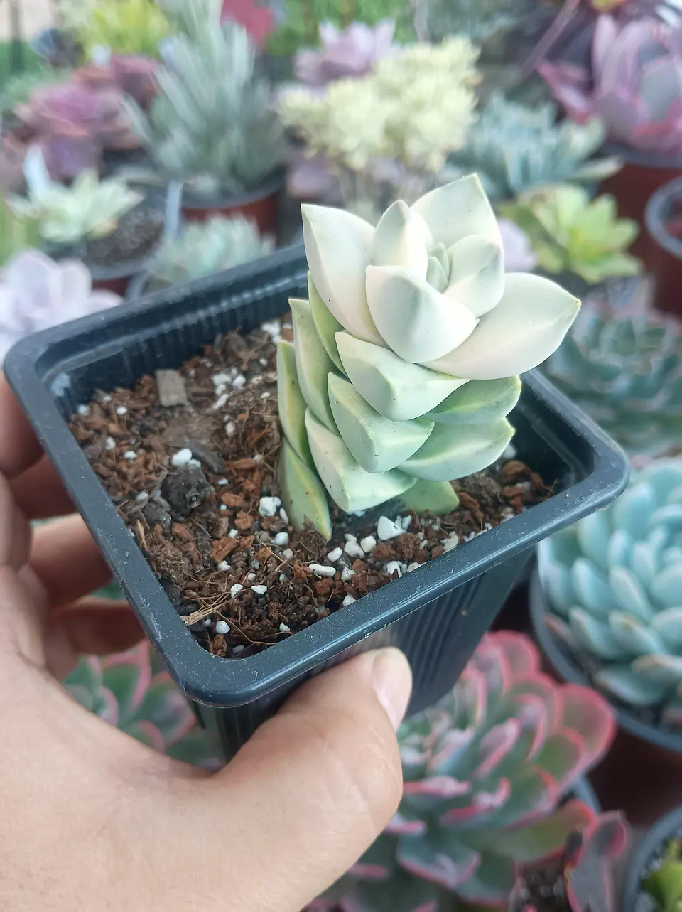 Crassula Moonglow Variegada 1