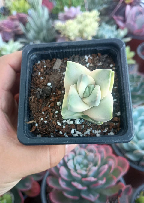 Crassula Moonglow Variegada