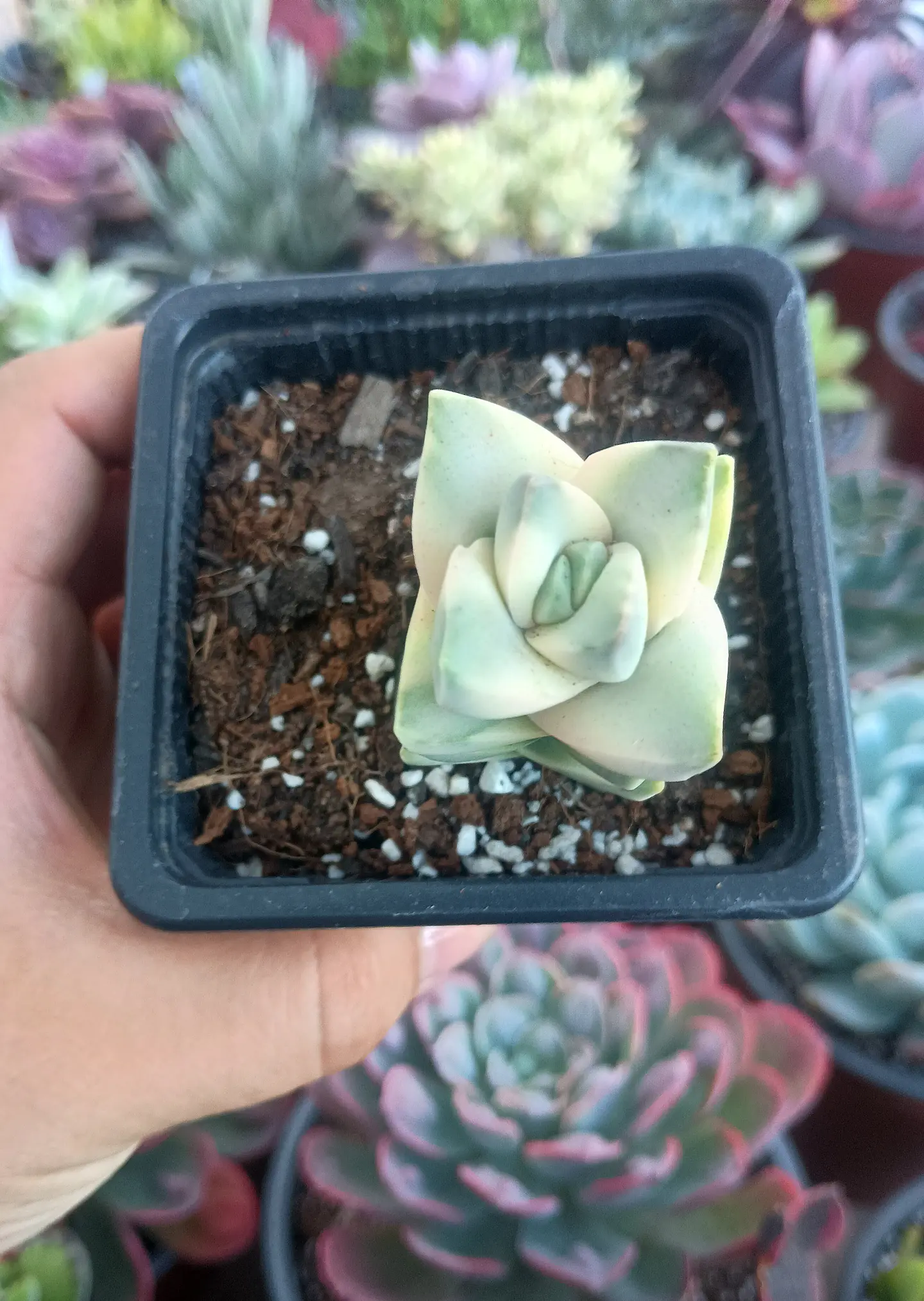 Crassula Moonglow Variegada 2