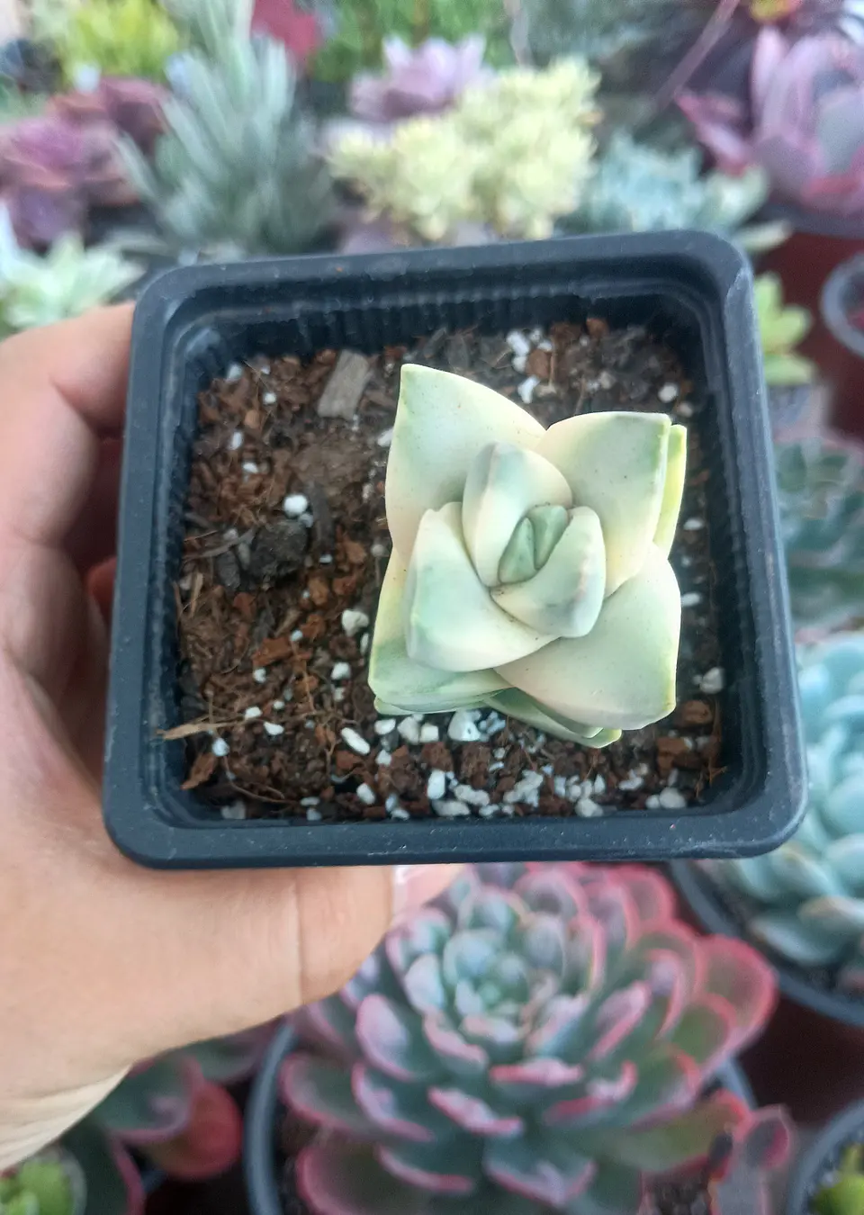 Crassula Moonglow Variegada 2