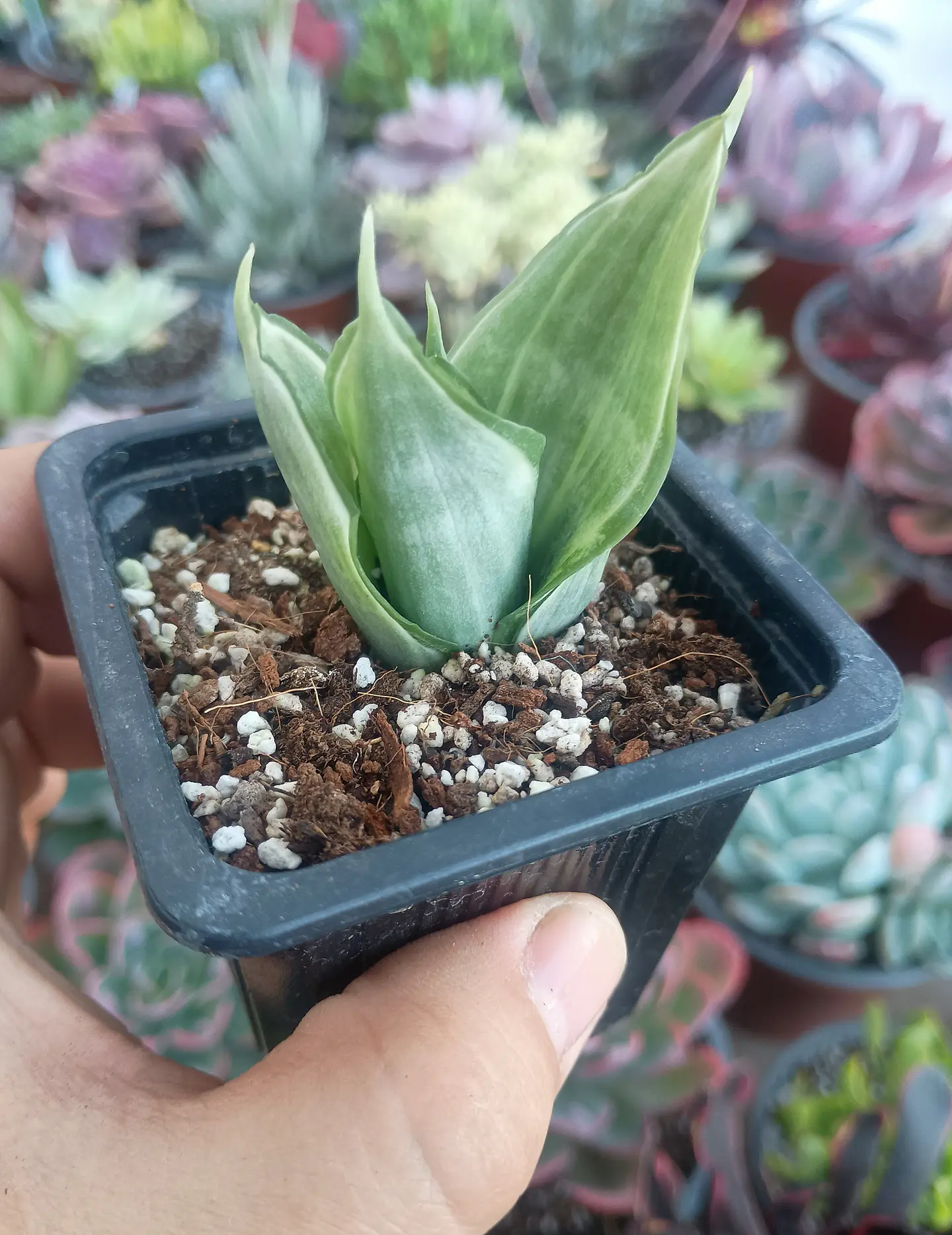 Dracaena trifasciata Hahnni silver frost (Sansevieria enana) 1