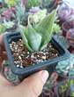 Dracaena trifasciata Hahnni silver frost (Sansevieria enana) - Miniatura 1