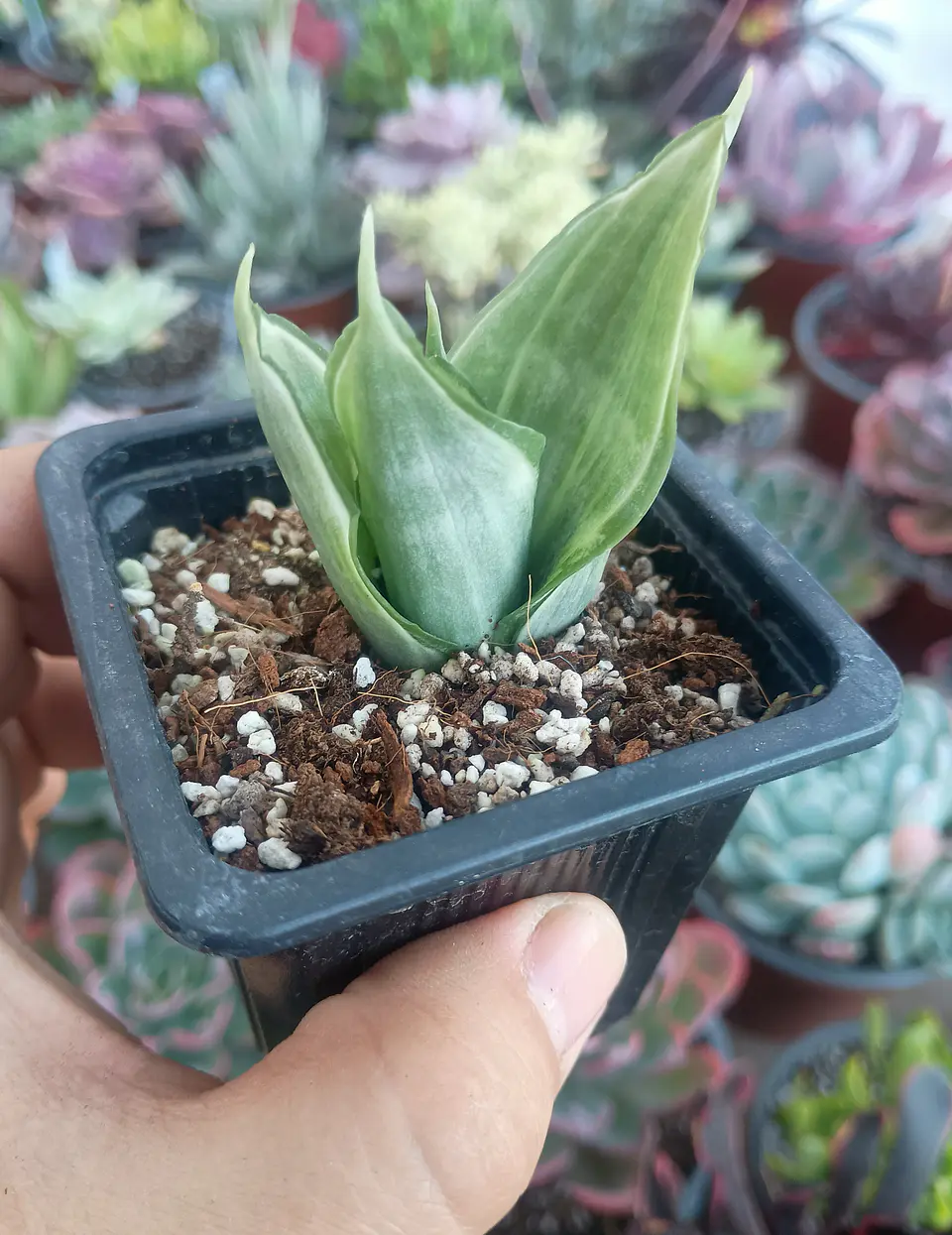 Dracaena trifasciata Hahnni silver frost (Sansevieria enana) 1