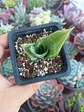 Dracaena trifasciata Hahnni silver frost (Sansevieria enana) - Miniatura 2