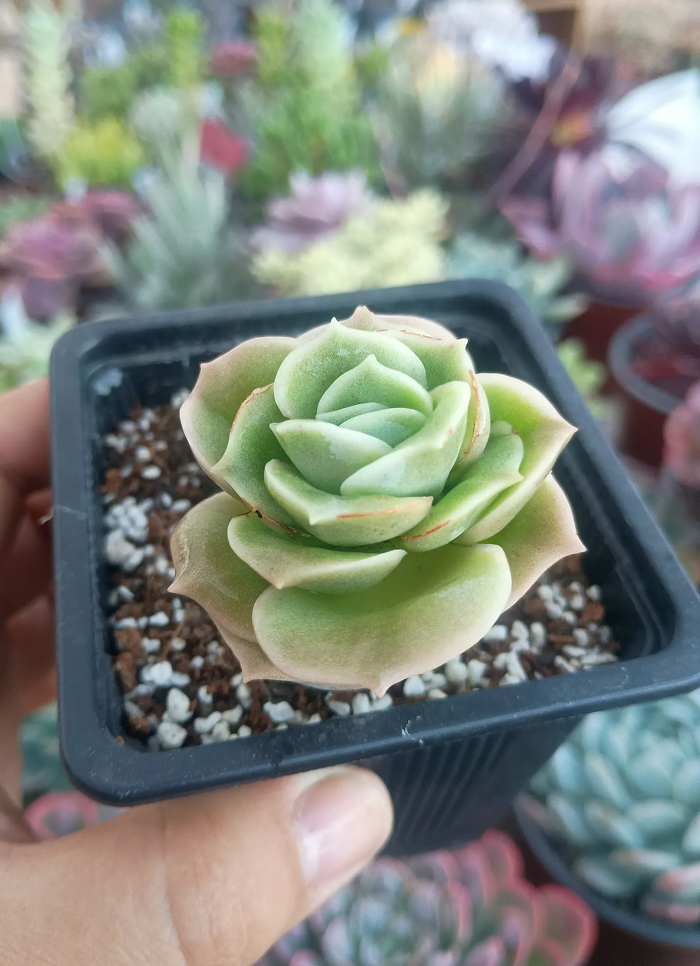 Graptoveria lovely rose 1