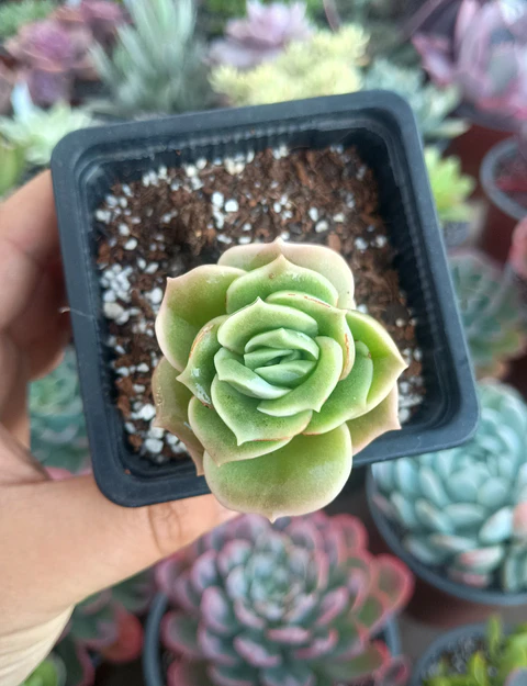 Graptoveria lovely rose