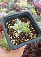 Haworthia retusa Greyghost - Miniatura 1