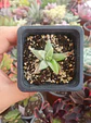 Haworthia retusa Greyghost - Miniatura 2