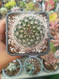 Mammillaria Bocasana - Miniatura 1