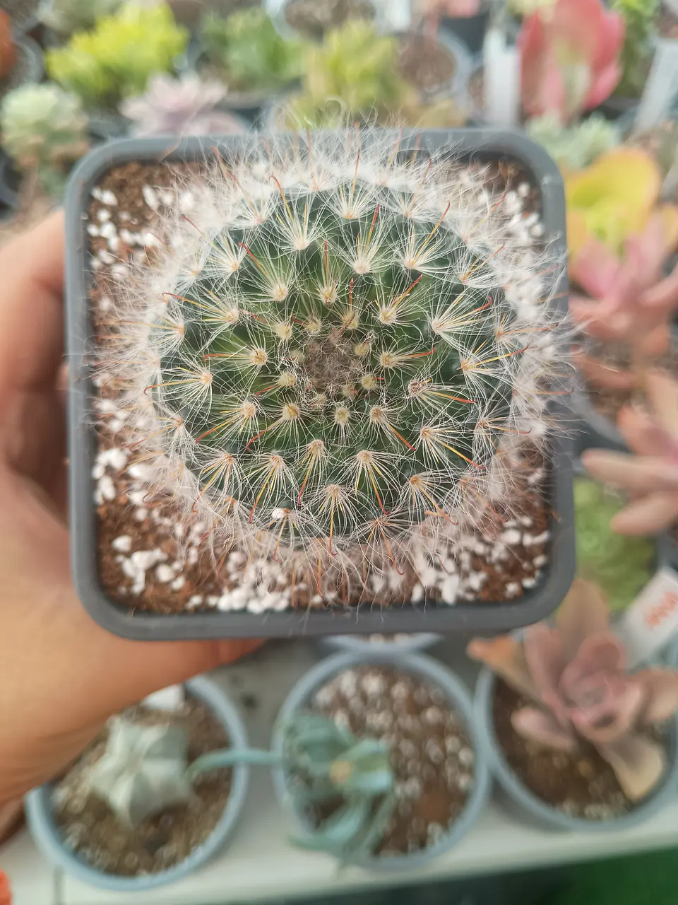 Mammillaria Bocasana 1