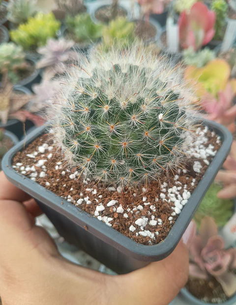 Mammillaria Bocasana