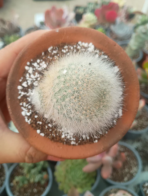 Rebutia Muscula