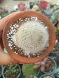 Rebutia Muscula - Miniatura 1