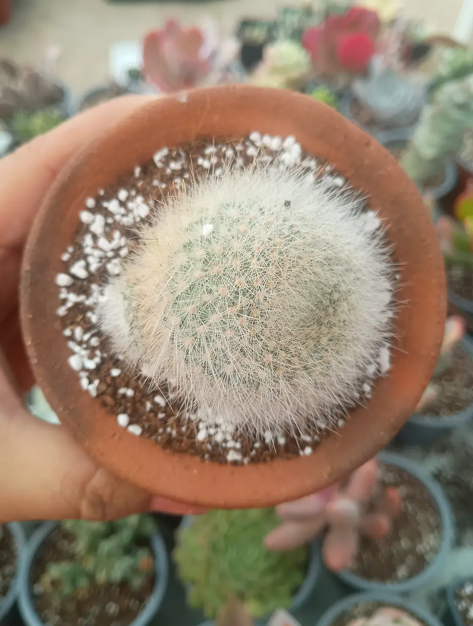 Rebutia Muscula 1