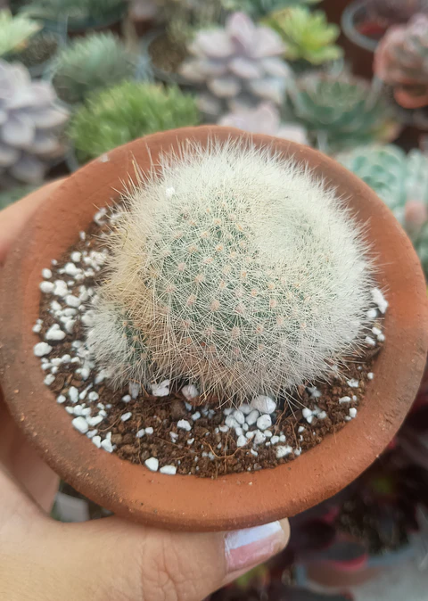 Rebutia Muscula