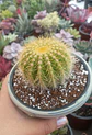 Noctocactus Warasii - Miniatura 1