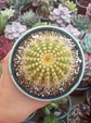 Noctocactus Warasii - Miniatura 2