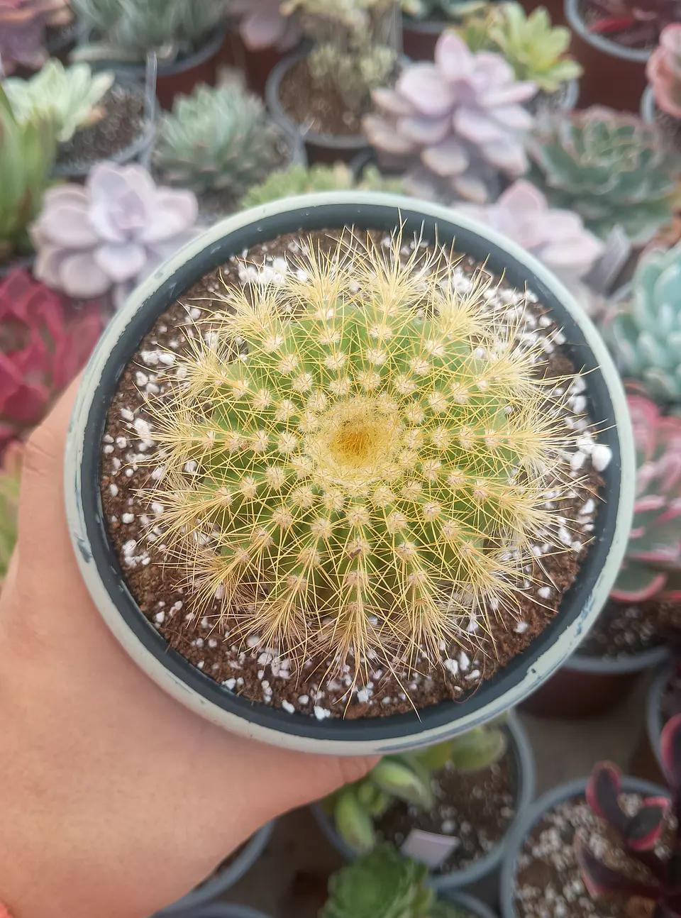 Noctocactus Warasii 2