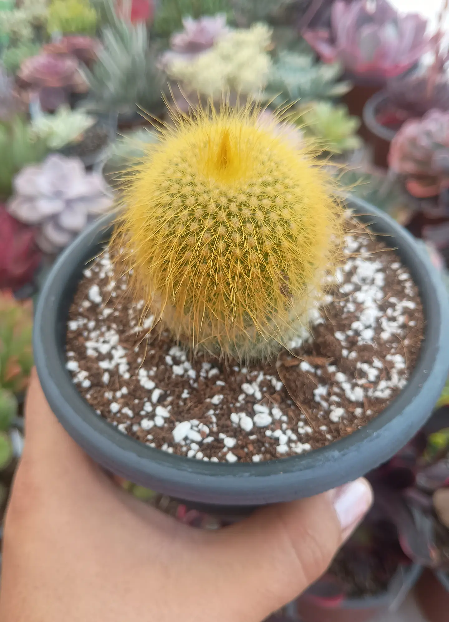 Parodia leninghausi 1