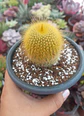 Parodia leninghausi - Miniatura 1
