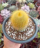 Parodia leninghausi - Miniatura 2