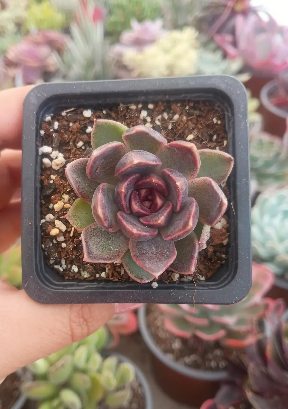 Echeveria Fushike 1