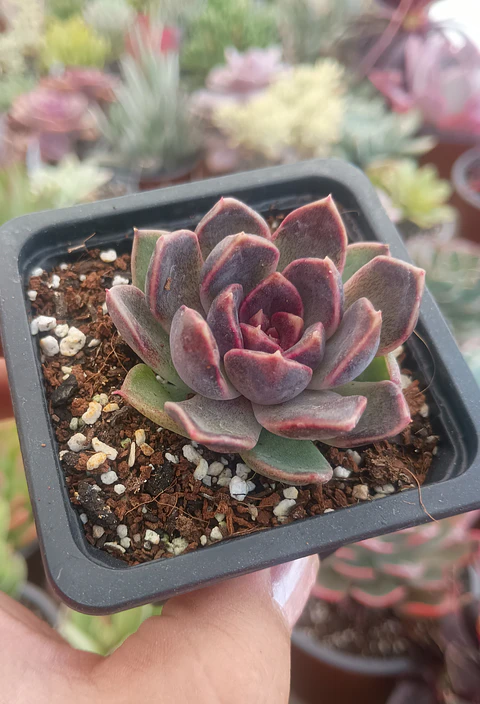 Echeveria Fushike